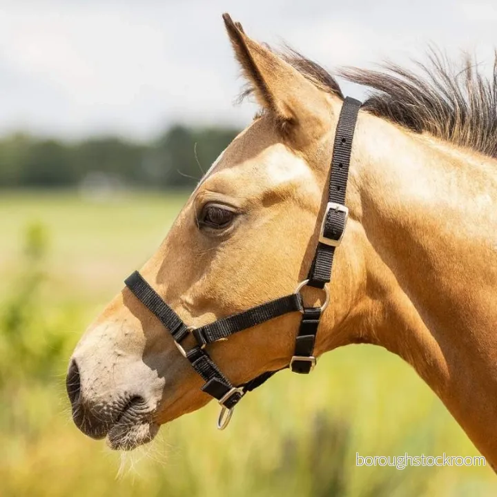 Halter for foal QHP 8718274348538