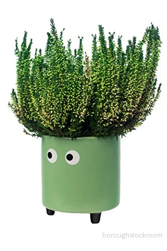 Fisura Original blomkruka med ögondesign. Dekorativ Kruka för inomhusbruk. ben kaktusar. Keramikkruka blommor och suckulenter. 13 x 12,5 cm. (Grön) 8435436728075